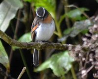  Rufous-breasted chat-tyrant