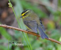 Yellow-bellied chat-tyrant