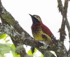 Crimson-mantled woodpecker