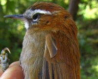 White-browed spinetail