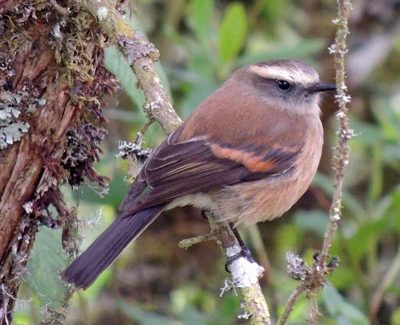 Brown-backed chat-tyrant