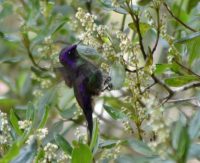 Purple-backed thornbill