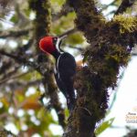 Powerful woodpecker