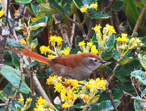White-browed spinetail