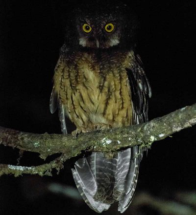 White-throated screech owl