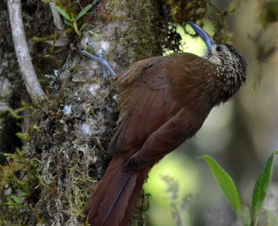 Strong-billed woodcreeper