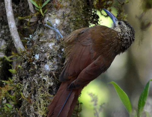 Strong billed woodcreeper