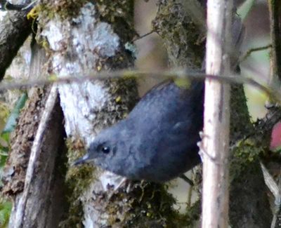Pale-bellied tapaculo