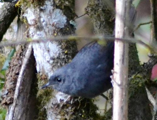 Pale-bellied tapaculo