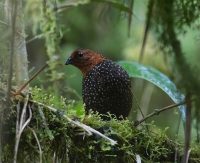 Ocellated tapaculo