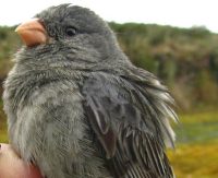Band-tailed seedeater