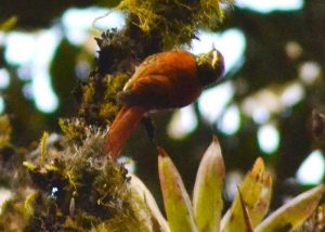 Margarornis Squamiger