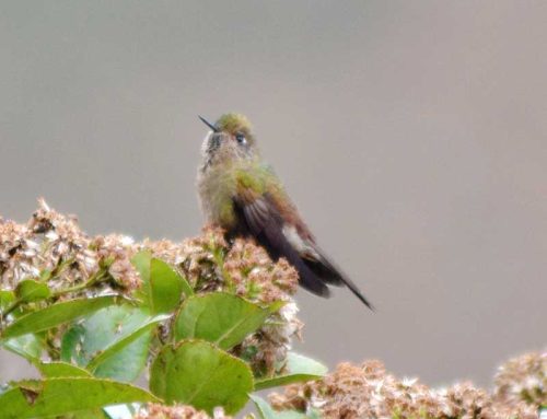 Bronze-tailed thornbill