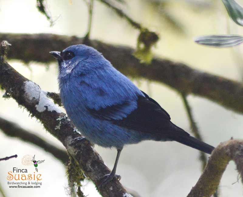 Blue-and-black tanager