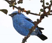 Blue-and-black tanager