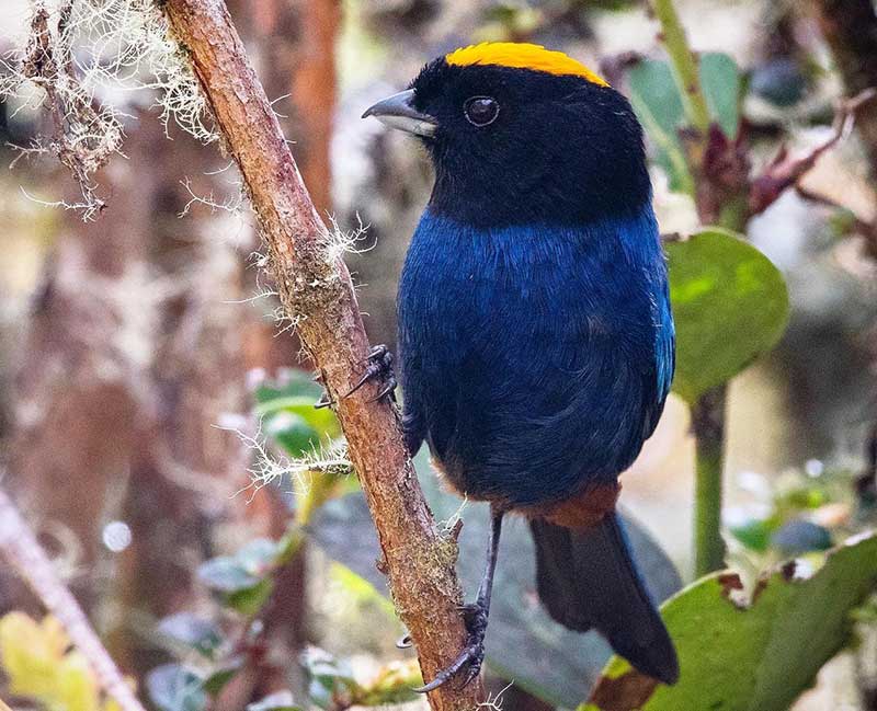 Golden-crowned tanager