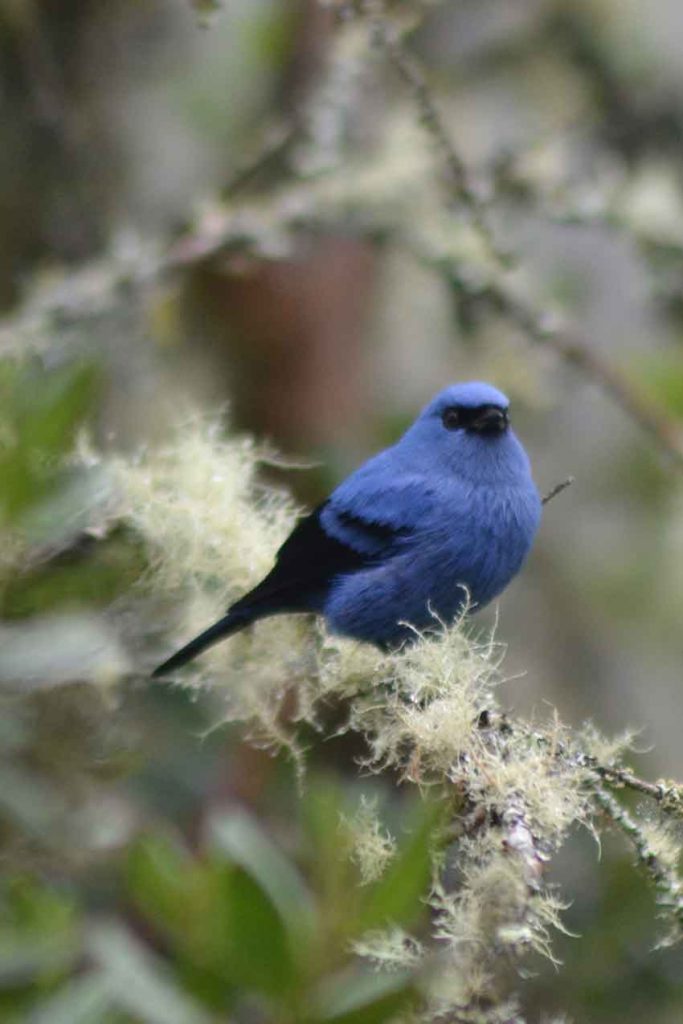 Diglossa cyanea