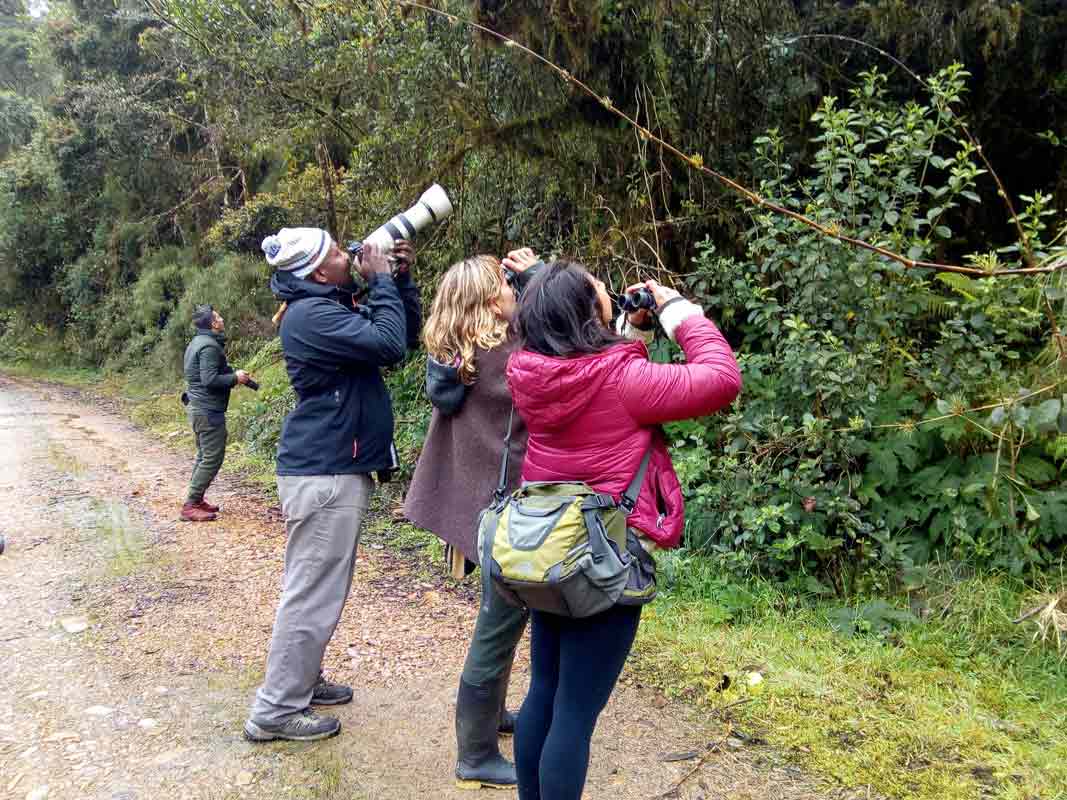 Pajareada express en Finca Suasie B&L