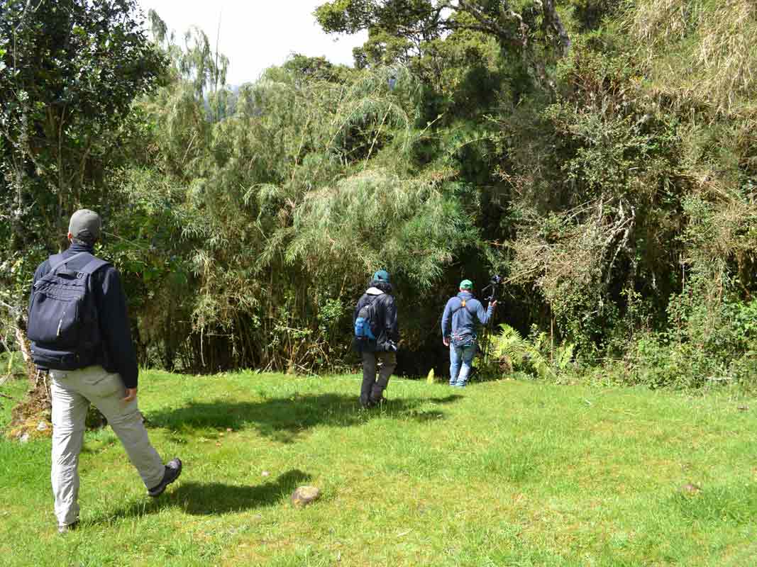 Caminata matutina en bosque alto andino para la observación de aves en los alrrededores de la Finca Suasie B&L