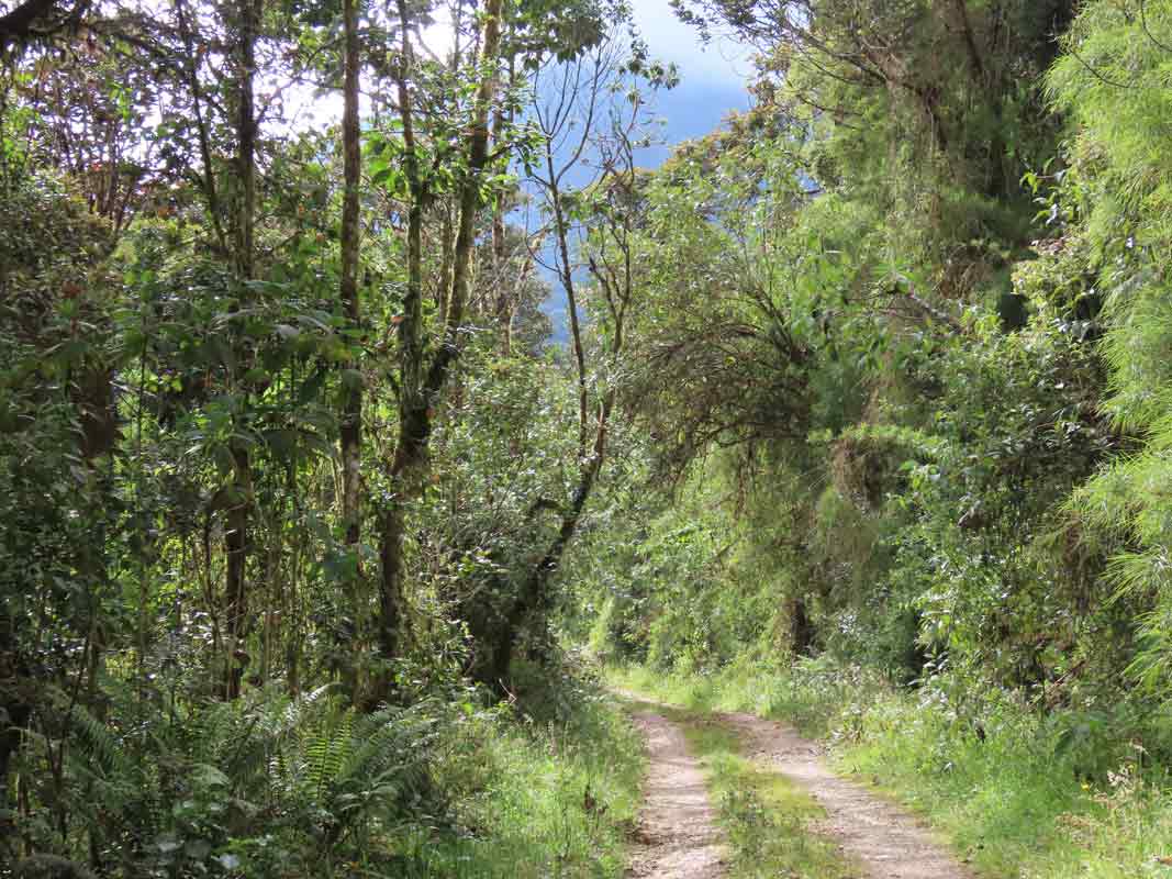 Sendero en los alrrededores de la casa de la Finca Suasie B&L